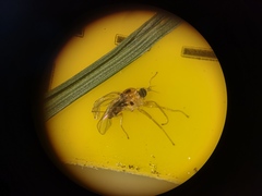 Elaphropeza ephippiata