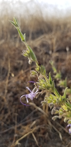 iNaturalist observation photo of Vinegar Weed