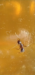 Camponotus