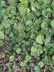 Dichondra micrantha