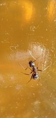 Camponotus