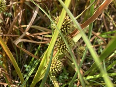 Sparganium americanum