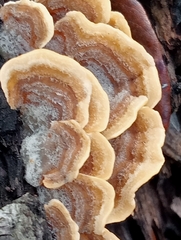 Stereum versicolor