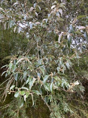 Elaeagnus
