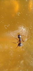 Camponotus