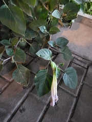 Datura wrightii