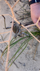 Hetrodes pupus