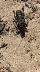 Acanthoplus