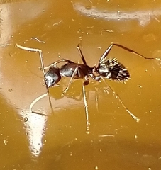 Camponotus