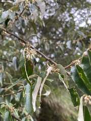 Elaeagnus