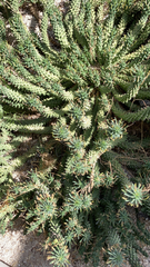 Euphorbia caput-medusae