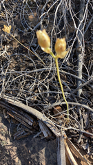 Ornithogalum dubium