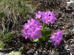 Primula