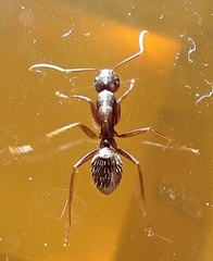 Camponotus