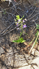 Cyanella hyacinthoides