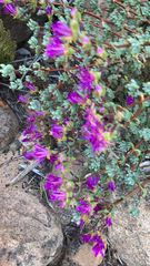 Lampranthus dregeanus