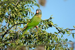 Thectocercus acuticaudatus