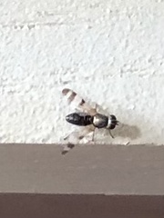 Ulidiidae