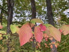 Cornus alternifolia