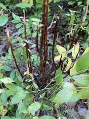 Calyptospora columnaris