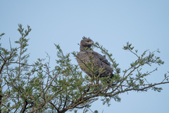 Polemaetus bellicosus