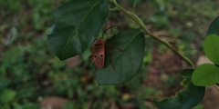Probergrothius nigricornis