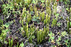 Spinulum annotinum alpestre