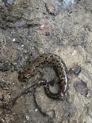 Desmognathus perlapsus