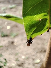 Frieseomelitta nigra