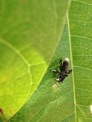 Frieseomelitta nigra