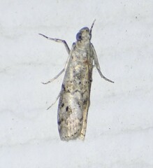 Zamagiria australella