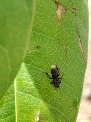 Frieseomelitta nigra