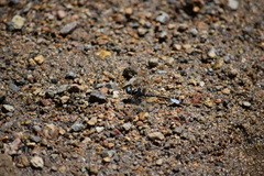 Macrothemis pseudimitans