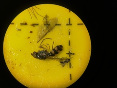 Meliscaeva auricollis