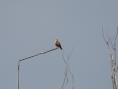 Buteo rufinus