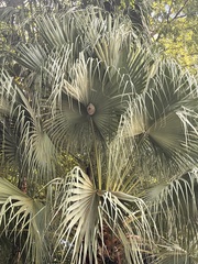 Geotrigona acapulconis