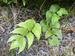 Cyrtomium anomophyllum