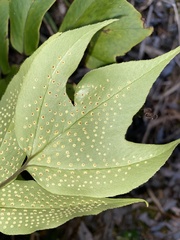 Cyrtomium anomophyllum