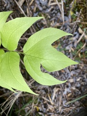 Cyrtomium anomophyllum