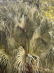 Geotrigona acapulconis