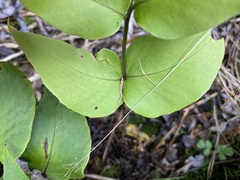 Cyrtomium anomophyllum