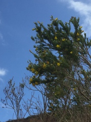 Aspalathus macrantha