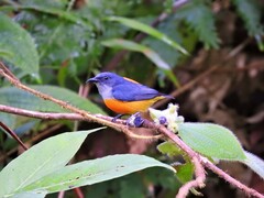 Dicaeum trigonostigma