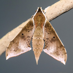 Rhagastis albomarginata