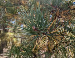 Pinus pungens
