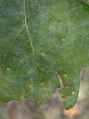 Tischeria quercitella