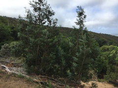 Widdringtonia nodiflora