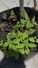 Ageratum conyzoides
