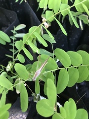 Conocephalus melaenus