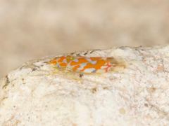 Erythroneura rubra